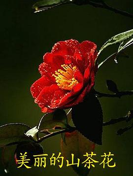 美麗的山茶花 美麗的山茶花